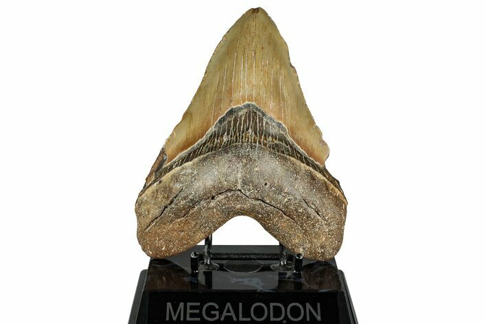 Fossil Megalodon Tooth - North Carolina #328430